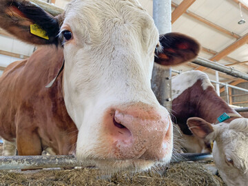 1 Je bedarfsgerechter Khe mit Protein in ihrem Futter versorgt werden, umso weniger Stickstoff-Emissionen fallen durch die Haltung der Wiederkuer an.