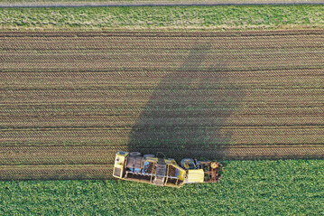 Zuckerrübenernte. Luftbild von einem Ropa Tiger 6 Rübenroder im Einsatz.