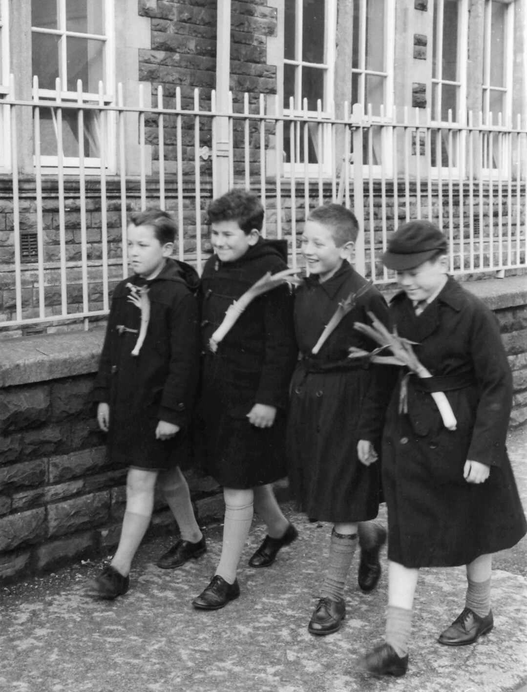Zum walisischen Nationalfeiertag am 1. Mrz trugen die Kinder bis in die Sechzigerjahre noch eine echte Lauchstange an ihrer Kleidung. Heute sind es kleine Filzanstecker. 