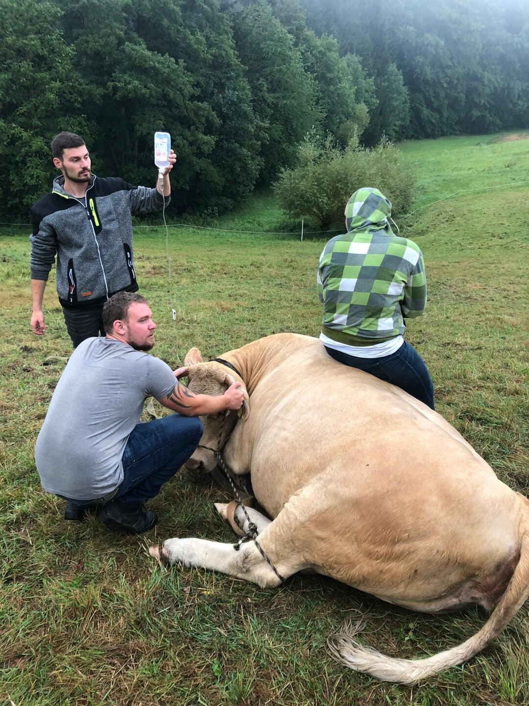     Beim Rindern hat sich diese Kuh verletzt. Eine Infusion soll helfen.