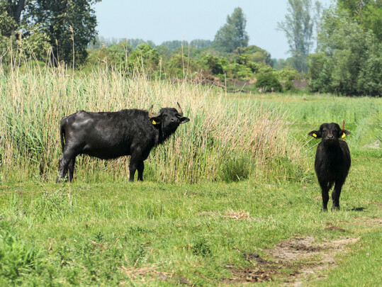 Die berwachungszone um den Ausbruchsbetrieb in Hnow ist inzwischen aufgehoben worden. Dort hatte es in einer Wasserbffelherde einen Maul- und Klauenseuche-Fall gegeben.