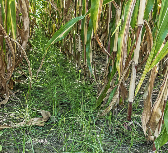 Von Untersaaten profitieren sowohl Landwirte als auch das Agrarkosystem.
