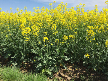 Weniger Raps auf den Feldern: Damit rechnet der Internationale Getreiderat in seiner aktuellen Februar-Schtzung. 