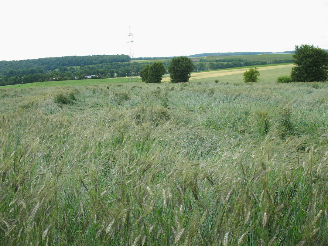 Emmer im Lager