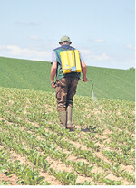 Disteln sind in Zuckerrüben schwierig zu bekämpfen. Oftmals reicht eine Nesterbekämpfung.