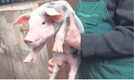 Ein Händchen für Ferkel, Sauen und Mastschweine: Dafür gibt es künftig Bonizahlungen von der Initiative Tierwohl des Bauernverbandes, Lebensmitteleinzelhandel und Schlachthöfen.