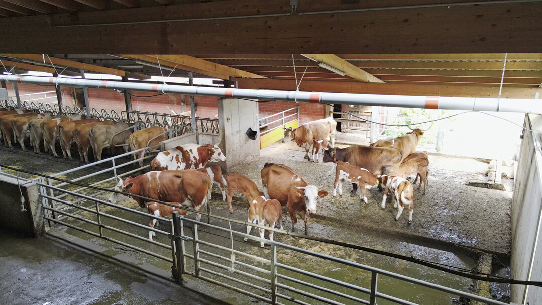 4 Auf dem Demeterbetrieb Gasswies wird der Melkwarteraum nach dem Melken als Begegnungsraum fr die Khe und Klber genutzt.