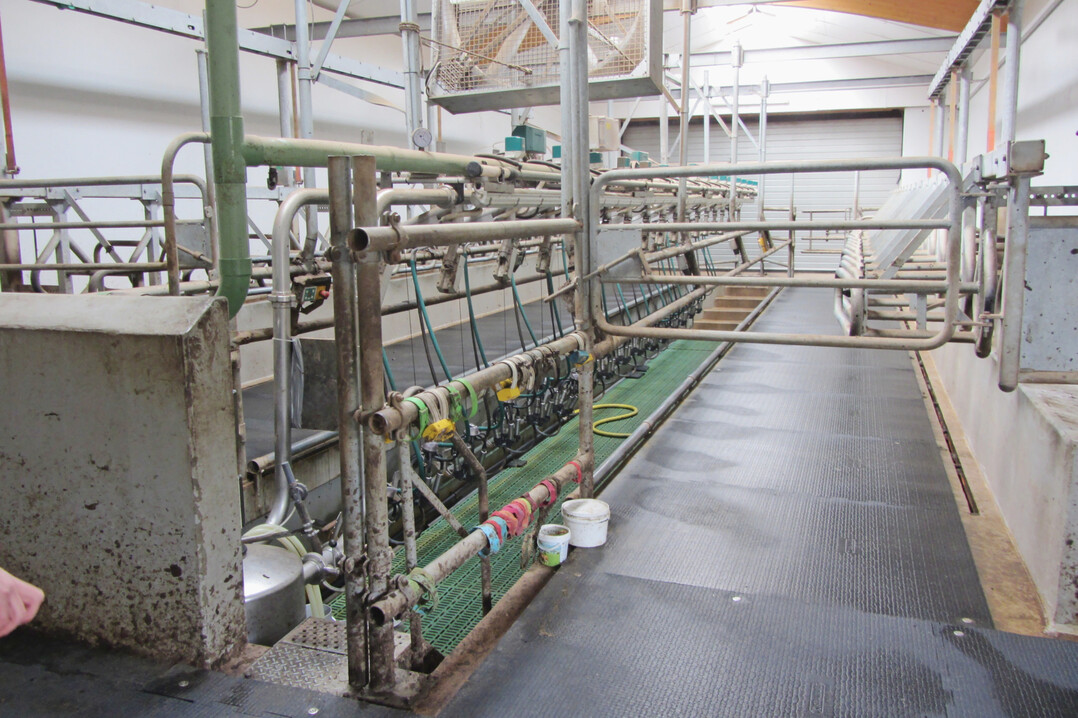 6 In dem steilen Fischgrtenmelkstand wurden Gummibelge nachgerstet, um den starken Klauenabrieb auf dem vorhandenen Epoxidharzboden zu reduzieren.