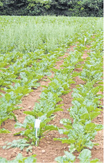 Herbizidmittelprüfung der Arbeitsgemeinschaft Zuckerrübe. Versuchspräparate im Test gegen Windenknöterich und Gänsefuß.