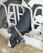 Die trockenstehenden Kühe können im Metallfressgitter fixiert werden.