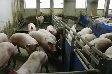 Europaweit betrachtet, werden mehr als ein Viertel der gesamten Schweine in Spanien gehalten. Deutschland ist im Lndervergleich an der zweiten Stelle zu finden.