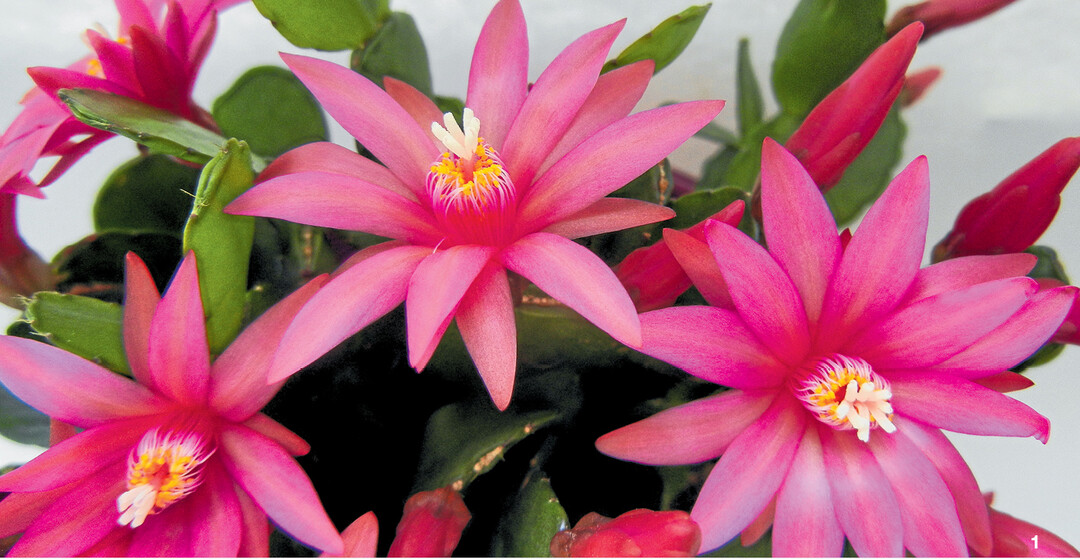 Kräftig rosa farbener Osterkaktus.