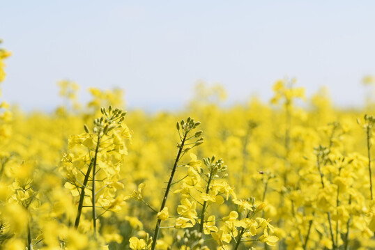 In der Märzprognose liefert das australische Landwirtschaftsministerium (ABARES) eine Einschätzung zur Lage am Weltmarkt. Für die Saison 2024/25 geht die weltweite Rapserzeugung demnach um 5 Prozent auf 85 Millionen Tonnen zurück und dürfte damit den niedrigsten Stand seit dem Wirtschaftsjahr 2021/22 erreichen.