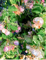 Beregnung ist die effektivste Maßnahme, um Obstblüten vor Frost zu schützen.