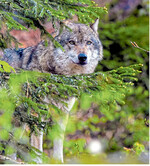 Auf die Rückkehr des Wolfes hätten Weidetierhalter gut verzichten können.