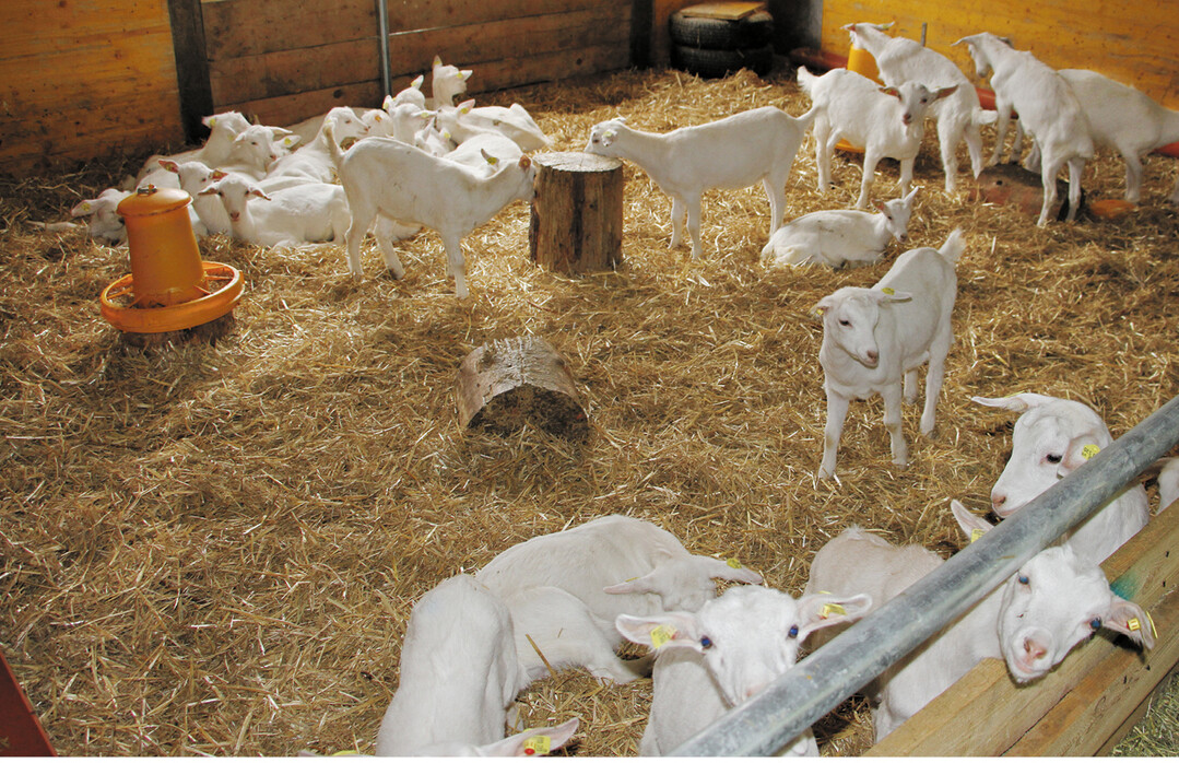 Ein Großteil der aus biologischer Milcherzeugung stammenden Bockkitze und -lämmer werden noch immer nach Frankreich an Aufzuchtbetriebe verkauft. Ein Grund: Die Fleischnachfrage in Deutschland ist nicht über das ganze Jahr hinweg vorhanden.