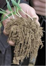 Wurzeln und Pilze sind oft so eng miteinander verbunden, dass sie auf den ersten Blick nicht zu unterscheiden sind.