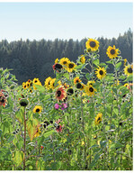 Im ersten Jahr werden Sonnenblumen und Malven bis zu zwei Meter hoch.