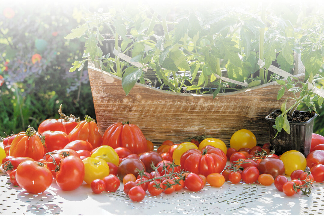 Es gibt eine beeindruckende Tomatenvielfalt. Hier eine kleine Auswahl von frisch geernteten groen und kleinen, roten und gelben Tomaten.