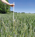 Eine standfeste Sorte kann den Einsatz von Wachstumsreglern sparen.
