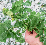 Erfolgreicher Rapsanbau kann nicht ohne standortangepasste Düngung gelingen.