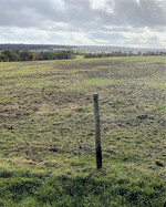 Wiese mit leichten Wildschäden. Hier muss rechtzeitig nachgesät werden, damit in die Lücken keine unerwünschten Pflanzen einwandern.