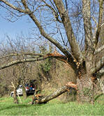Trockenstress: Astbruch an einer über 40 alten Streuobstzwetschge im Rheintal.