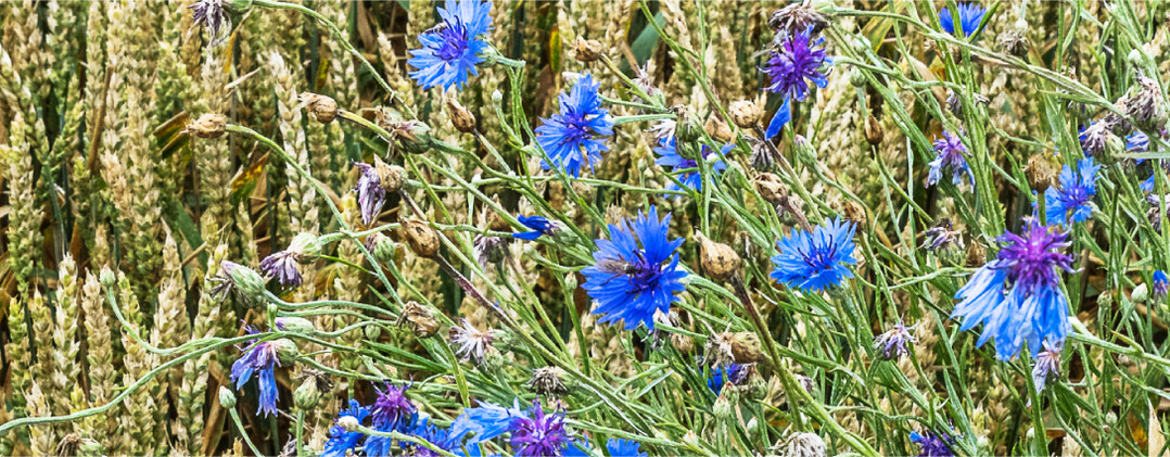 Die Kornblume ist häufig im Getreide vorzufinden und eine starke Konkurrentin.