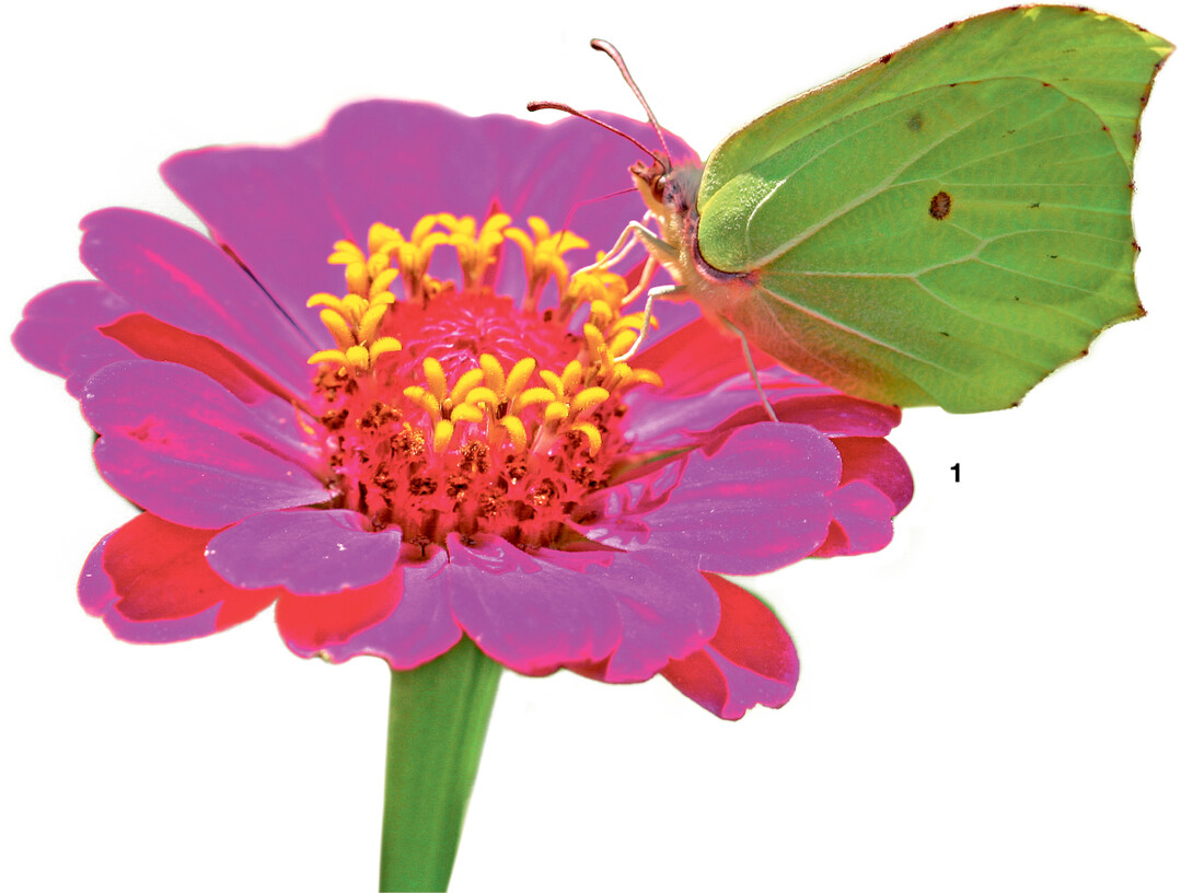 Zitronenfalter schätzen den süßen Nektar ungefüllter Zinnien.