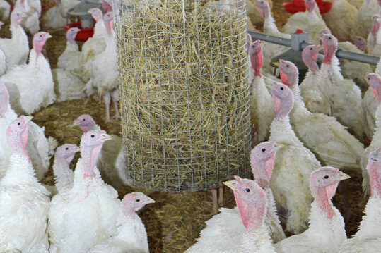 In einem Putenmastbetrieb in Feuchtwangen (Landkreis Ansbach) ist der Ausbruch der Geflgelpest amtlich besttigt worden. Daraufhin wurden alle 30.000 Tiere gettet.