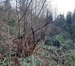 Waldbesitzer oder Förster, die auf den Flächen unterwegs sind, erkennen die vorhandenen Potenziale, hier Tannen unter Hasel. Mit wenig Pflegeaufwand können leistungsfähige Wälder geschaffen werden.