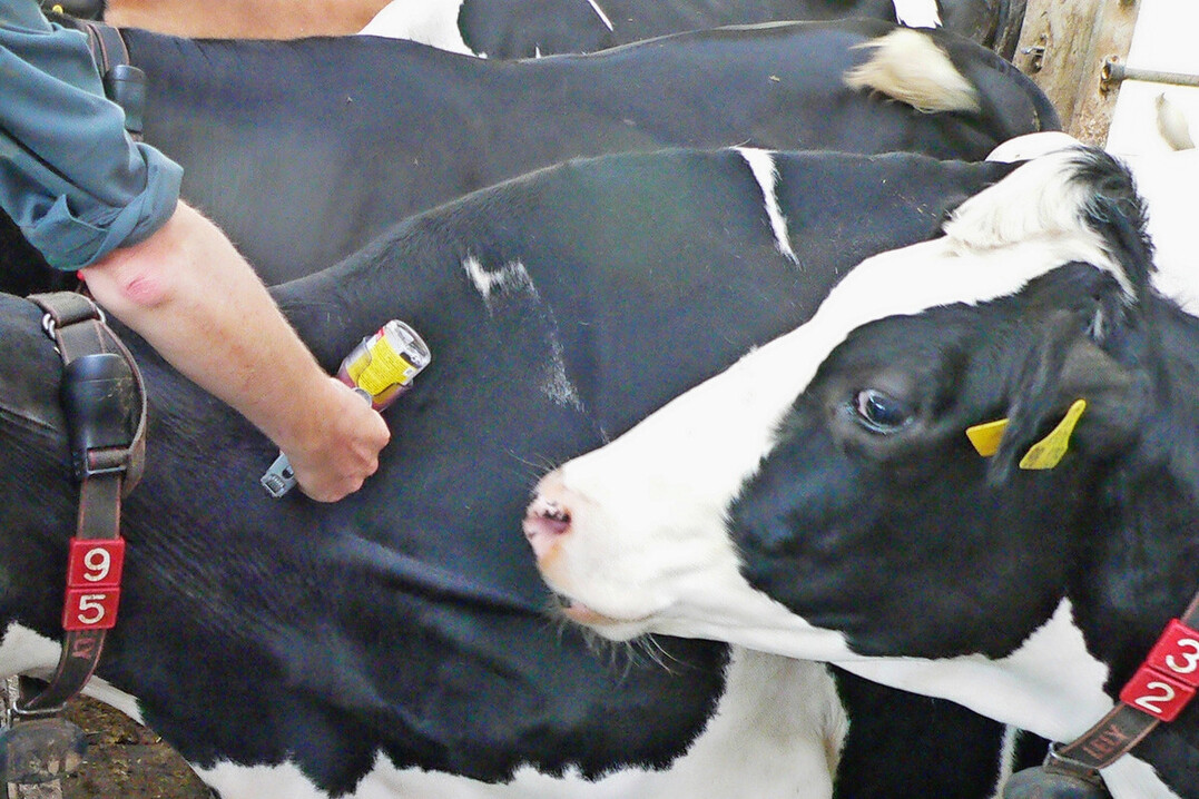 Eine Impfung schtzt Rinder, Schafe, Ziegen und gehaltene Wildwiederkuer wirkungsvoll vor einer Ansteckung mit der Blauzungenkrankheit.