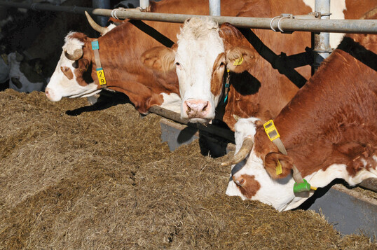 Die Umstellung von der Anbindehaltung auf die Laufstallhaltung soll ber das Programm zur Frderung von Investitionen in kleinen landwirtschaftlichen Betrieben (IKLB) weiterhin untersttzt werden. 