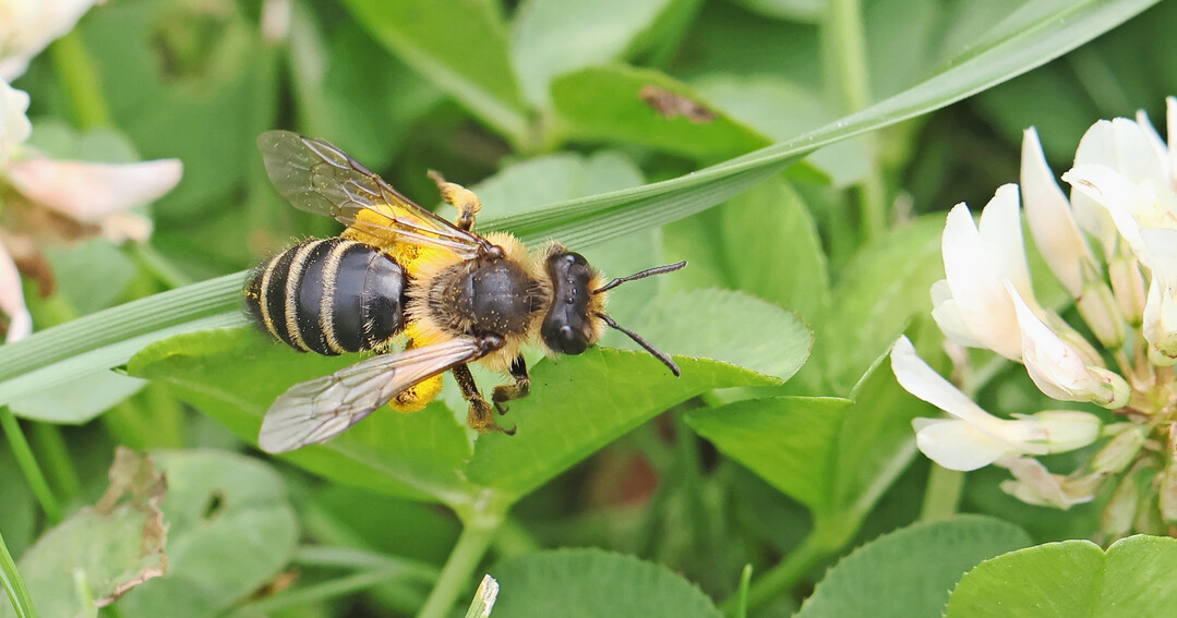 Viele Wildbienen wie diese Sandbiene gehören zum Nahrungsangebot anderer Tiere.