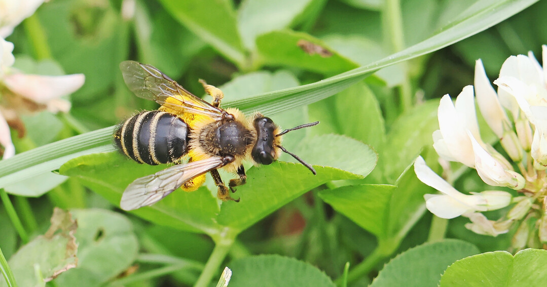 Viele Wildbienen wie diese Sandbiene gehren zum Nahrungsangebot anderer Tiere.