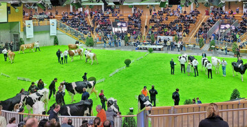 1 Das Richten der Khe fand vor circa 2000 Zuschauern in zwei parallelen Ringen in der Arena Hohenlohe in Ilshofen statt.