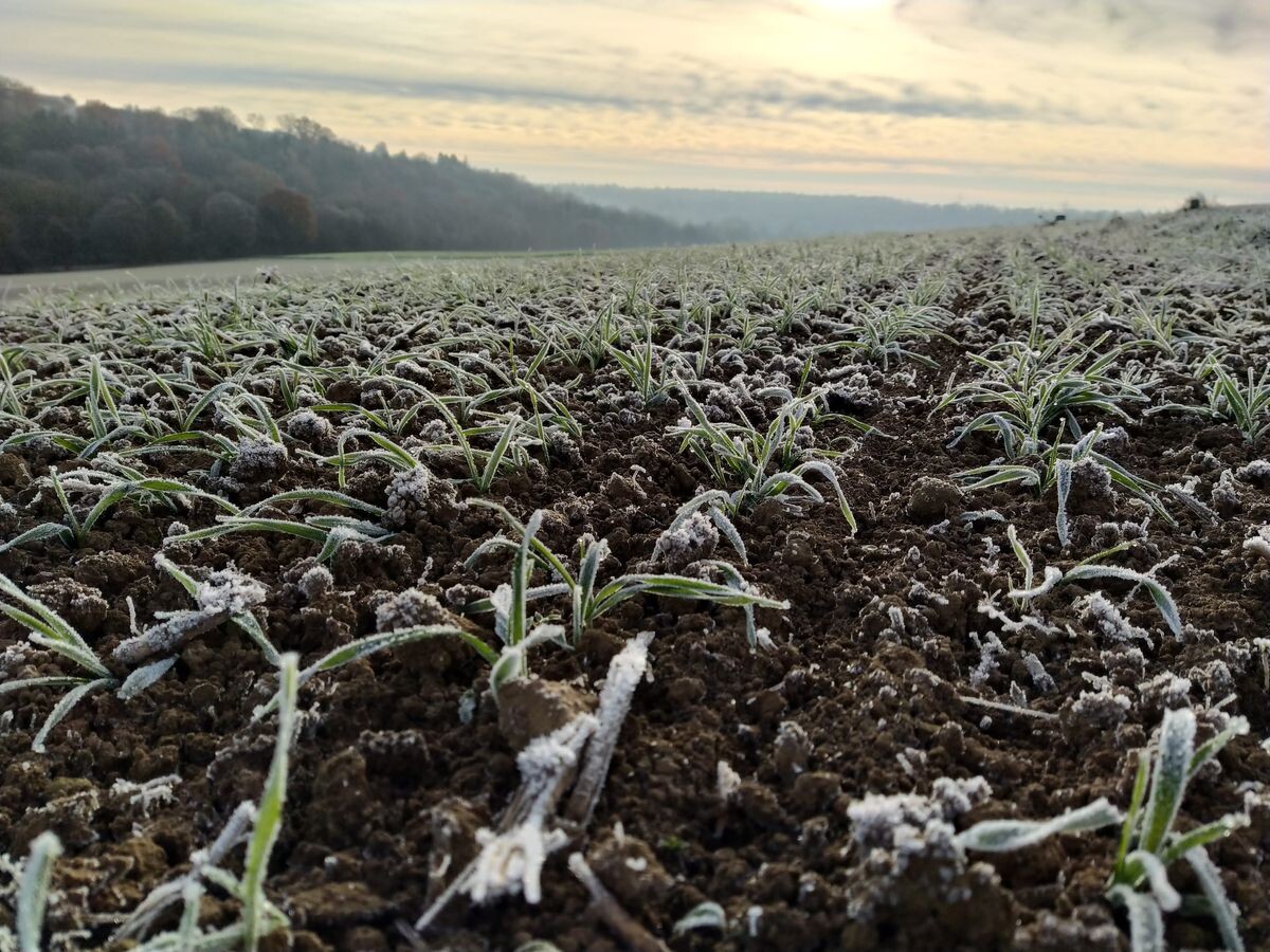 Bevor es eisig wird: Unkraut- und Ungrasbekämpfung in Wintergetreide