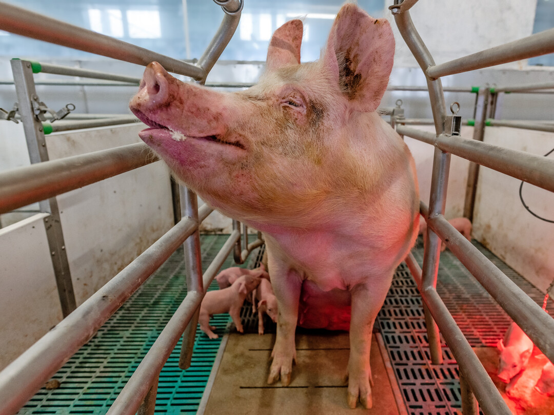 Eine optimal durchgeführte Besamung erhöht die spätere Abferkelrate bei den Sauen. Werden hier Fehler gemacht, ist das folgenreich.