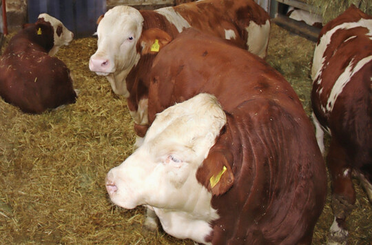 Rindfleischproduktion: Zur Vermarktung der Tiere mssen landwirtschaftliche Betriebe und gebndelte Tiertransportunternehmen ber einen zugelassenen Bndler am QS-System teilnehmen. Eine Liste aller Bndler gibt es unter www.q-s.de.