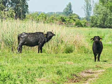 Auf einem Betrieb in Brandenburg erkrankten erstmals seit 1988 wieder Tiere, in diesem Fall Wasserbffel, an der Maul- und Klauenseuche.