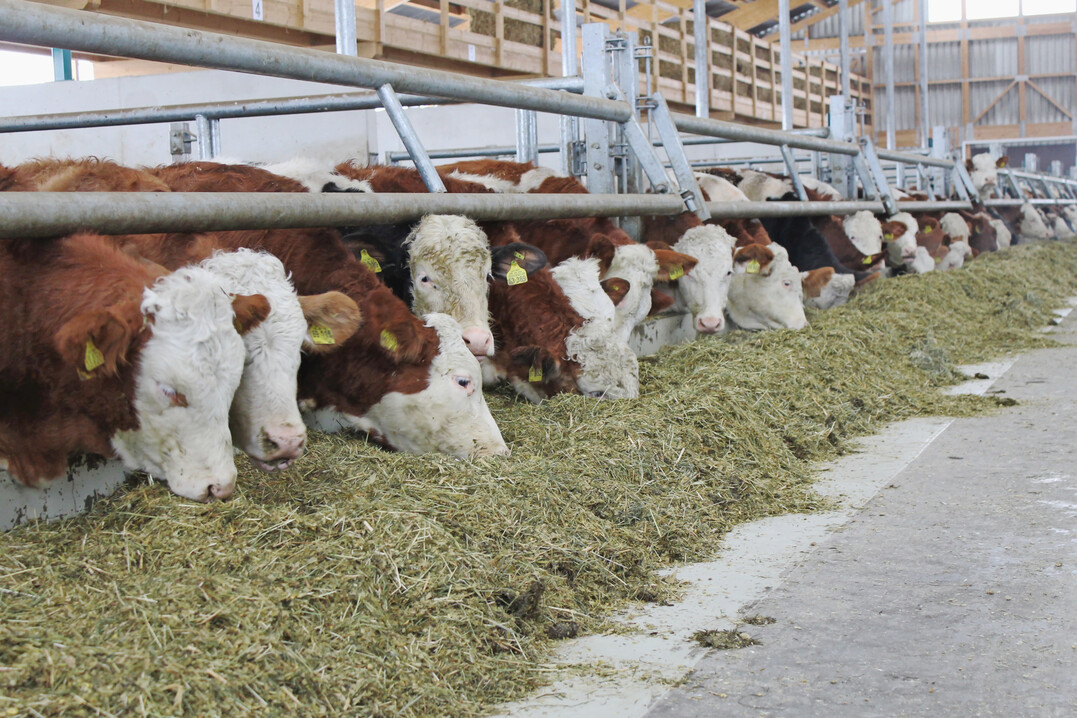 Die Bullenpreise notieren derzeit bei 6,50 Euro pro kg. Das sind Preise, wie wir sie noch nie gehabt haben, meinte Berthold Kirchmaier, Geschftsfhrer der Erzeugergemeinschaft fr Schlachtvieh Allgu.  