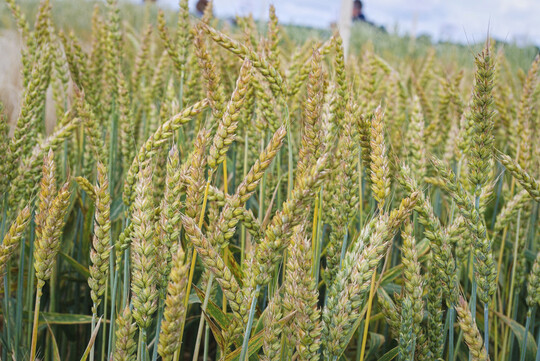 Statistics Canada fhrte die starke weltweite Nachfrage nach Mahlweizen als einen der Faktoren fr den erwarteten Anstieg der Weizenanbauflche an. Das Hartweizenareal wird der Prognose zufolge mit 2,58 Millionen Hektar konstant bleiben.