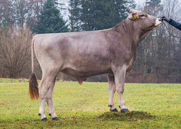 Der Brown Swiss-Bulle Valerio, der von Valor*Calderon*Bender abstammt, verfgt ber einen Gesamtzuchtwert von 144.