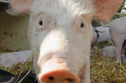 Die Schweinehaltung bleibt profitabel. Die Preise fr Ferkel und Schlachtschweine steigen weiter. 