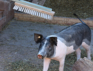 Schwein. 