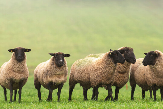 Erstmals wurde bei einem Schaf in Grobritannien H5N1 nachgewiesen.