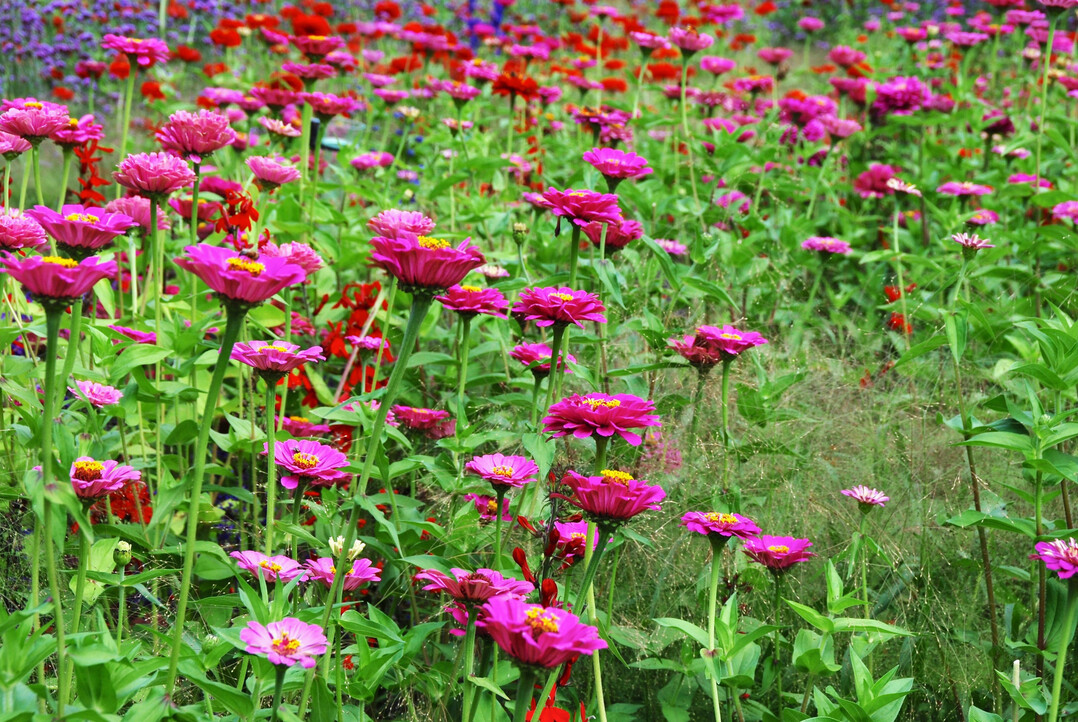 Bezaubernde dahlienhnliche Blten prsentiert Zinnia elegans Dahlienbltige Lavendel.