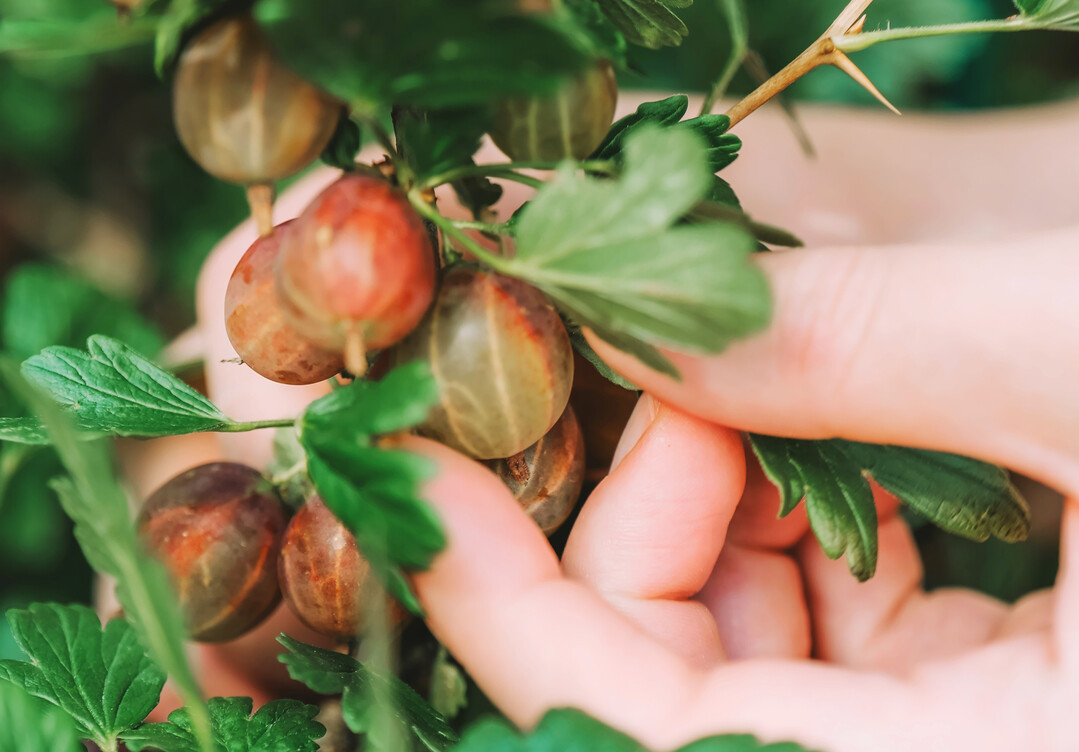 Die saftigen, sen und doch suerlichen Stachelbeeren direkt vom Strauch zu naschen, ist im Sommer ein Genuss.