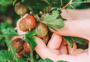 Die saftigen, sen und doch suerlichen Stachelbeeren direkt vom Strauch zu naschen, ist im Sommer ein Genuss.