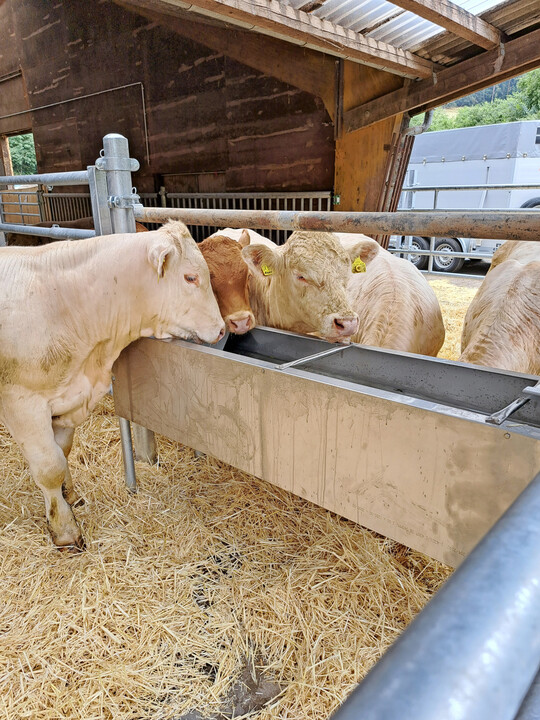 1 Im Vergleich zu kleinvolumigen Trnken werden groe, offene Trnken bevorzugt, da diese den Rindern eine natrliche Wasseraufnahme ermglichen.